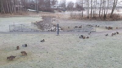 MMC News 123 Winter Ducks.jpg